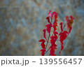 Vibrant Red Maple (Acer tataricum subsp. ginnala) Leaves 139556457