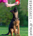 German Shepherd Puppy Playing Outdoors 139556458