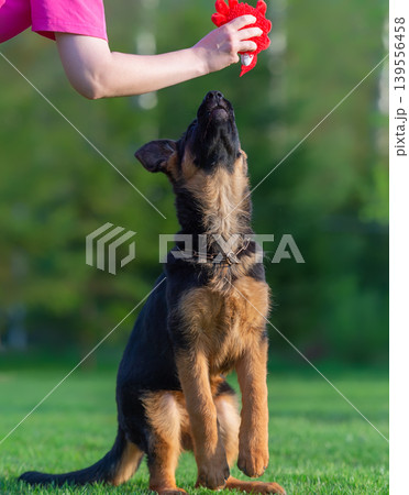 German Shepherd Puppy Playing Outdoors 139556458