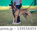 Belgian Malinois male dog in protection harness 139556459