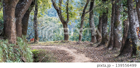 The tranquil natural trail, covered by dry leave and surrounded by hardwood trunks, in the wood. 139556499