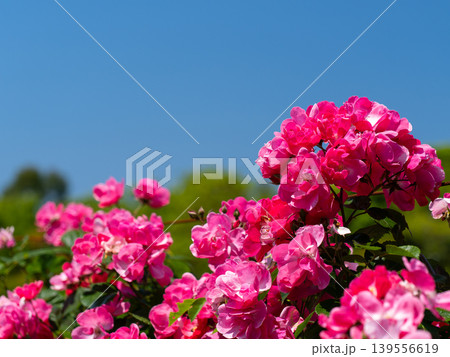 ピンクの花と青空の初夏風景 ピンクの花と青空の初夏風景 139556619