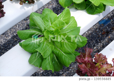 organic hydroponic vegetable in farm 139556885