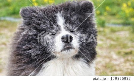 秋田犬の顔 秋田犬の顔 139556955