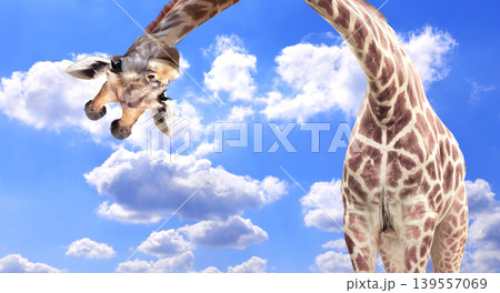 Giraffe face head hanging upside down. Cute giraffe looks interested. Animal stares interested on blue sky background. Curious giraffe peers down from above, its gaze filled with interest 139557069