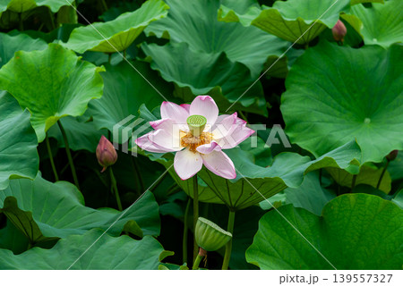 上杉神社「蓮子の堀」に咲く美しい蓮の花（山形県米沢市） 139557327
