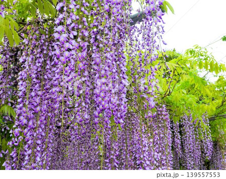石藤崎八幡宮の美しい藤の花　（熊本県山鹿市） 139557553