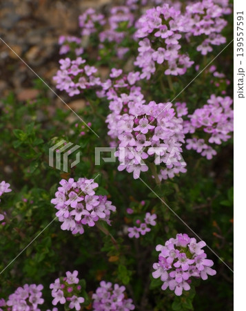 満開のタイムの花 139557591