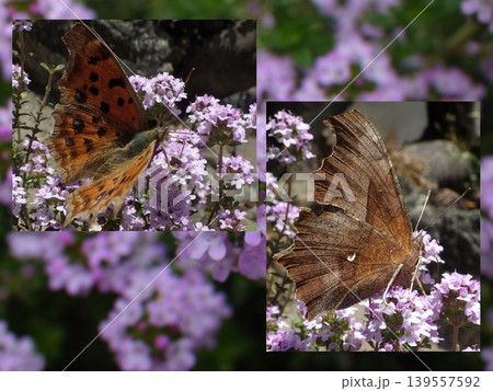タイムの花にキタテハ秋型（翅表と翅裏） 139557592