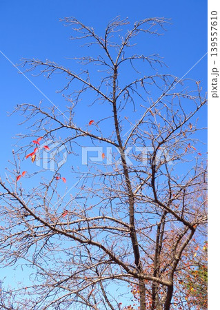 紅葉の枯れ葉を残す冬の桜の木と青空 139557610