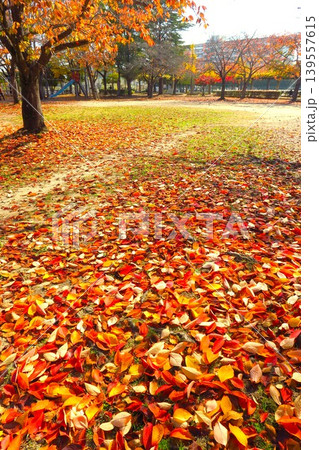 冬の住宅地の桜の枯れ葉の散る朝の公園風景 139557615