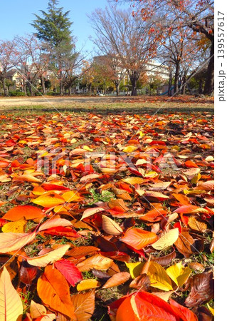 冬の住宅地の桜の枯れ葉の散る朝の公園風景 139557617
