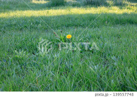 Yellow dandelion flower with closed buds on a green lawn. Spring meadow grass background. Bright floral accents Yellow dandelion flower with closed buds on a green lawn. Spring meadow grass background. Bright floral accents 139557748