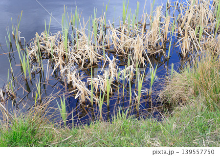 Young green reeds pushing through dry yellow stems in clear blue water near a riverbank. Ecosystem and ecology concept. Young green reeds pushing through dry yellow stems in clear blue water near a riverbank. Ecosystem and ecology concept. 139557750