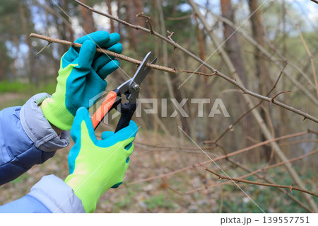 Gardener's hands, clad in bright turquoise gloves, trim thorny branches with black pruning shears in spring. Concept for caring for plants in a garden Gardener's hands, clad in bright turquoise gloves, trim thorny branches with black pruning shears in spring. Concept for caring for plants in a garden 139557751