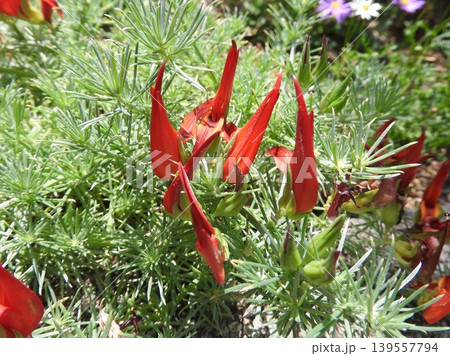 花先がカールする個性的な花姿の「ロータス・ベルテロッティ(別名:ツルミヤコグサ)」 花先がカールする個性的な花姿の「ロータス・ベルテロッティ(別名:ツルミヤコグサ)」 139557794