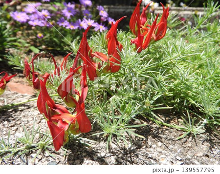 花先がカールする個性的な花姿の「ロータス・ベルテロッティ（別名：ツルミヤコグサ）」 139557795