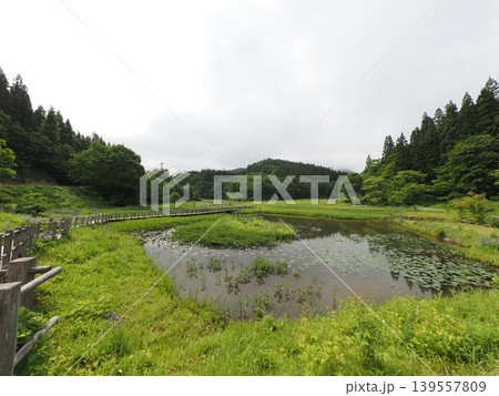 6月上旬のたきがしら湿原（新潟県阿賀町） 139557809