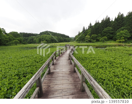 6月上旬のたきがしら湿原(新潟県阿賀町) 6月上旬のたきがしら湿原(新潟県阿賀町) 139557810