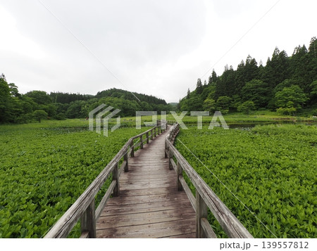6月上旬のたきがしら湿原（新潟県阿賀町） 139557812