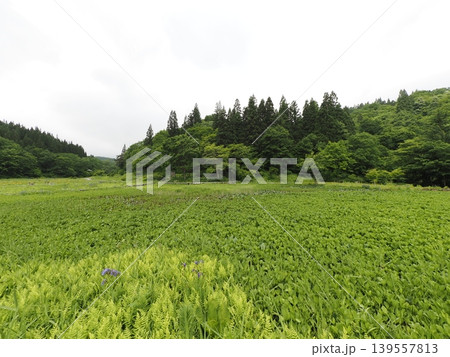 6月上旬のたきがしら湿原（新潟県阿賀町） 139557813
