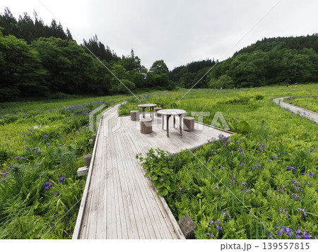 6月上旬のたきがしら湿原(新潟県阿賀町) 6月上旬のたきがしら湿原(新潟県阿賀町) 139557815