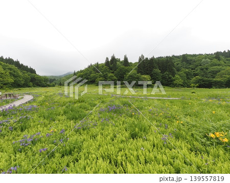 6月上旬のたきがしら湿原（新潟県阿賀町） 139557819