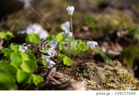 White Wood Sorrel Flowers Growing In Forest Floor White Wood Sorrel Flowers Growing In Forest Floor 139557849