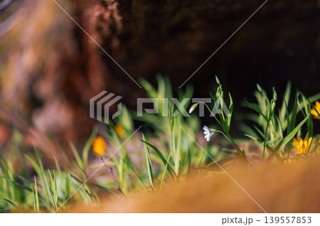 Tiny White Forest Flowers In Spring Grass Tiny White Forest Flowers In Spring Grass 139557853