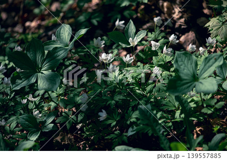 Wood Anemones Beneath Forest Shade In Spring 139557885