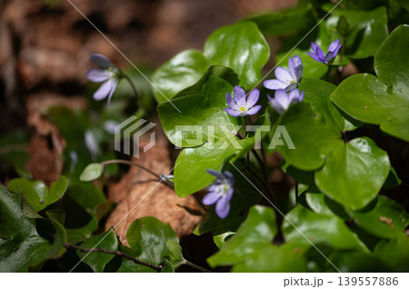 Blue Hepatica Flowers Among Glossy Spring Leaves Blue Hepatica Flowers Among Glossy Spring Leaves 139557886