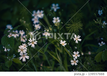 White Stitchwort Flowers In Green Forest Meadow White Stitchwort Flowers In Green Forest Meadow 139557888