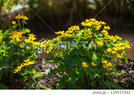 Yellow Marsh Marigolds Along Quiet Woodland Water Yellow Marsh Marigolds Along Quiet Woodland Water 139557892