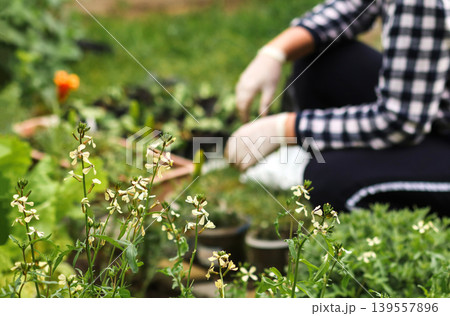 Person in gloves planting young seedlings in the garden. Close-up of small white flowers with a blurred background of a gardener working in a plaid shirt. Spring gardening and hobby concept 139557896