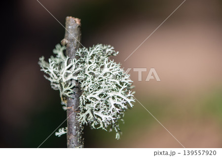 Macro View Of Woodland Lichen Texture 139557920