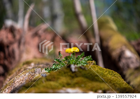 Wild Dandelions Along Mossy Forest Timber Wild Dandelions Along Mossy Forest Timber 139557924