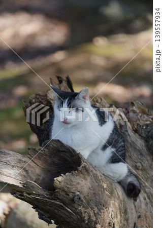 枯れ木の上でぺろりと舌を出すキジトラ柄の野良猫 139557934