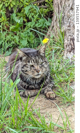 ねこ 139557941