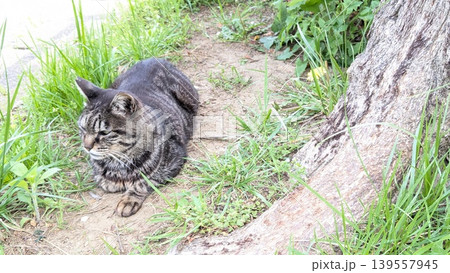 ねこ 139557945