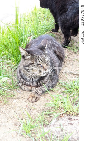 ねこ ねこ 139557948