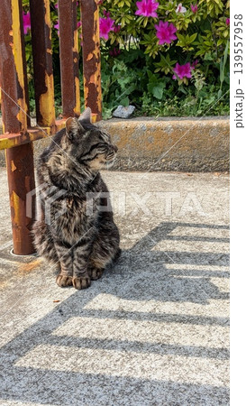 ねこ 139557958