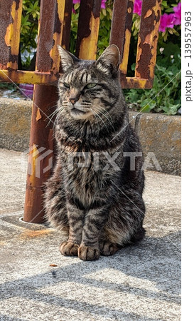 ねこ ねこ 139557963