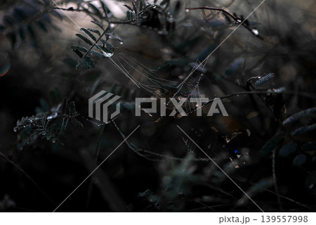 Dewy Spiderweb Among Dark Forest Plants Dewy Spiderweb Among Dark Forest Plants 139557998