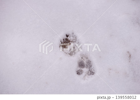 Fresh Animal Tracks Crossing Snow Surface Fresh Animal Tracks Crossing Snow Surface 139558012