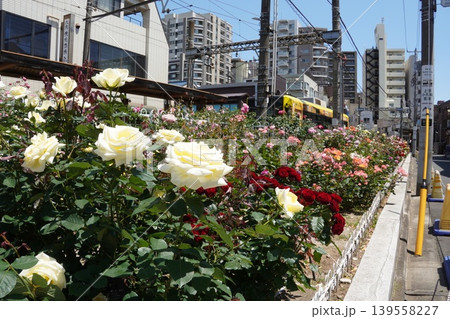 都電荒川線 三ノ輪橋駅前を走行する黄色い路面電車とバラの風景 139558227