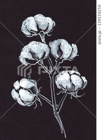 Hand-drawn cotton plant branch with fluffy cotton bolls illustrated Hand-drawn cotton plant branch with fluffy cotton bolls illustrated 139558250