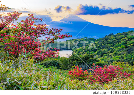 【静岡県】満開の山ツツジが美しい箱根玄岳から眺める富士山　夕景 139558323