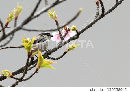 桜の木にとまるエナガ 桜の木にとまるエナガ 139558945