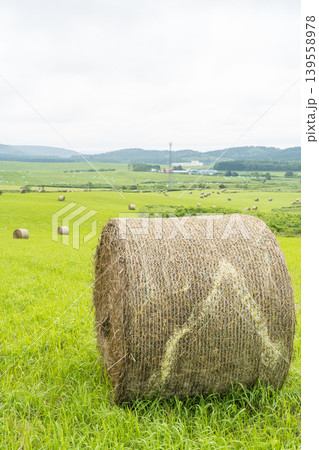 黄色い花が咲くなだらかな丘と牧草ロール、北海道の初夏の風景(6月) 黄色い花が咲くなだらかな丘と牧草ロール、北海道の初夏の風景(6月) 139558978