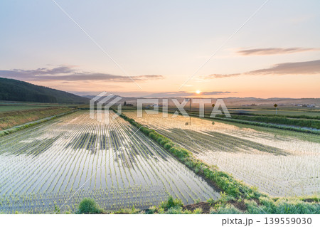 オレンジ色の朝日に染まる稲田、北海道のゴールデンアワー(初夏・6月) オレンジ色の朝日に染まる稲田、北海道のゴールデンアワー(初夏・6月) 139559030